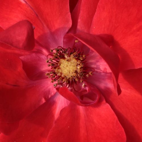 Online rózsa kertészet - virágágyi floribunda rózsa - vörös - Rosa Paprika™ - diszkrét illatú rózsa - Mathias Tantau, Jr. - Csoportosan, gazdagon virágzó, élénk,szimpla virágú fajta.